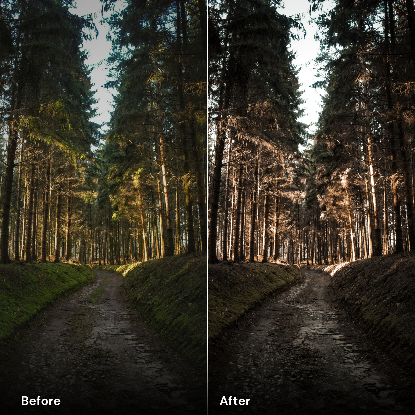 presets Deep Forest - LrPresets