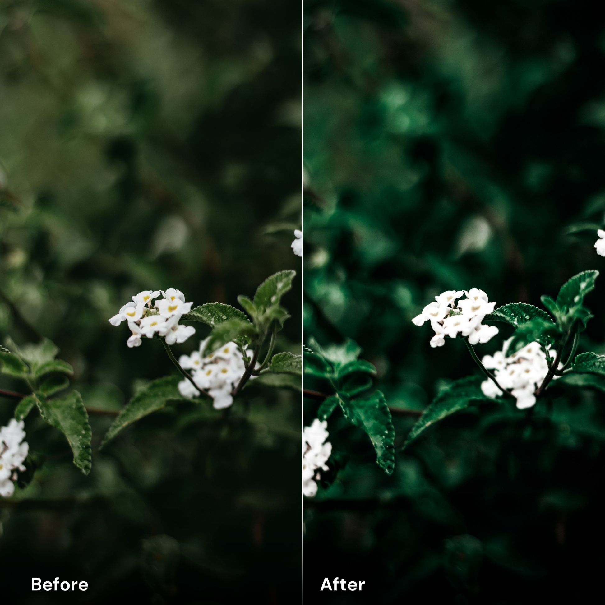 presets Forest Green - LrPresets